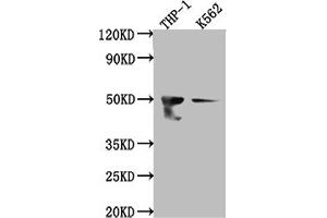 Western Blot Positive WB detected in: THP-1 whole cell lysate, K562 whole cell lysate All lanes: FDFT1 antibody at 1:1000 Secondary Goat polyclonal to rabbit IgG at 1/50000 dilution Predicted band size: 49, 41, 39, 36, 44 kDa Observed band size: 50 kDa