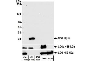 Western Blotting (WB) image for anti-CD8a Molecule (CD8A) (AA 22-180) antibody (ABIN7449371) (Recombinant CD8 alpha antibody  (AA 22-180))