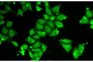 Immunofluorescence analysis of HeLa cells using Ataxin 3 Polyclonal Antibody