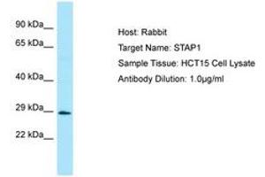 Image no. 1 for anti-Signal Transducing Adaptor Family Member 1 (STAP1) (AA 120-169) antibody (ABIN6750037) (STAP1 antibody  (AA 120-169))