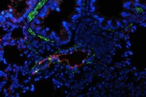 anti-Von Willebrand Factor (VWF) (AA 1304-1452) antibody