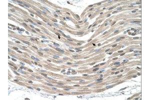 Image no. 1 for anti-Caudal Type Homeobox 4 (CDX4) (AA 181-230) antibody (ABIN6736595) (CDX4 antibody  (AA 181-230))