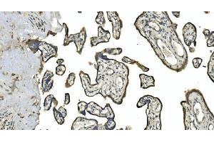 IHC analysis of Carbonic Anhydrase 13/CA13 using anti-Carbonic Anhydrase 13/CA13 antibody (ABIN7603164). (CA13 antibody  (N-Term))