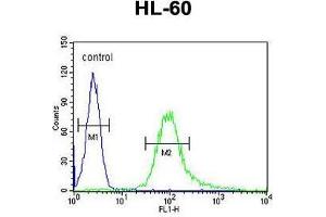 B3GNT4 Antibody (Center) flow cytometric analysis of HL-60 cells (right histogram) compared to a negative control cell (left histogram). (B3GNT4 antibody  (Middle Region))