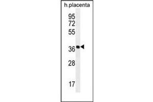 Western blot analysis of OR5AS1 Antibody (C-term) in human placenta tissue lysates (35ug/lane). (OR5AS1 antibody  (C-Term))