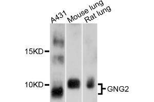 Western blot analysis of extracts of various cell lines, using GNG2 antibody (ABIN4903789) at 1:1000 dilution. (GNG2 antibody)