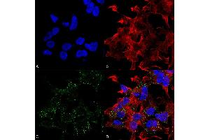 Immunocytochemistry/Immunofluorescence analysis using Mouse Anti-VGlut3 Monoclonal Antibody, Clone S34-34 . (SLC17A8 antibody  (AA 546-588) (Atto 488))