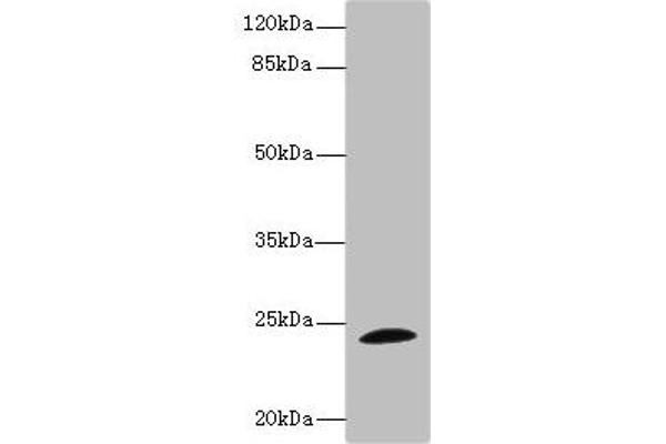 Tppp antibody  (AA 1-219)