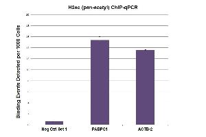 H3ac (pan-acetyl) antibody (pAb) tested by ChIP. (Histone 3 antibody  (acLys))