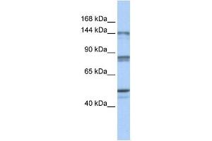 CSE1L antibody (70R-10430) used at 0. (Exportin 2 antibody  (N-Term))