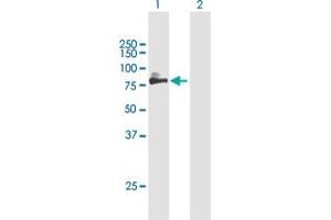 Western Blot analysis of SIRPA expression in transfected 293T cell line by SIRPA MaxPab polyclonal antibody. (SIRPA antibody  (AA 1-508))