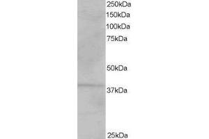 ABIN2560742 staining (1µg/ml) of Human Kidney lysate (RIPA buffer, 35µg total protein per lane).