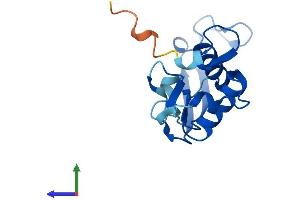 AlphaFold protein structure predicition of Human Recombinant FKBP9P1 Protein, UniprotID Q75LS8 (FKBP9P1 Protein (AA 1-142) (His tag))
