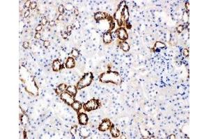 IHC-P: GLUT5 antibody testing of rat kidney tissue (SLC2A5 antibody  (Middle Region))