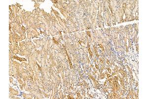 ABIN7094640 and ABIN7098690 at 1/100 staining Rat kidney tissue by IHC-P.