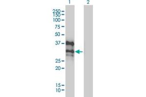 Western Blot analysis of DLX4 expression in transfected 293T cell line by DLX4 monoclonal antibody (M01), clone 1F11. (DLX4 antibody  (AA 1-98))