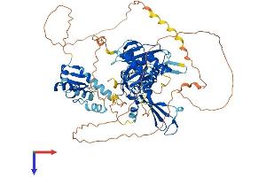 AlphaFold protein structure predicition of Human Recombinant USP51 Protein, UniprotID Q70EK9 (USP51 Protein (AA 1-711) (His tag))