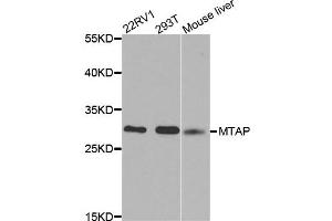 Western blot analysis of extracts of various cell lines, using MTAP antibody. (MTAP antibody)