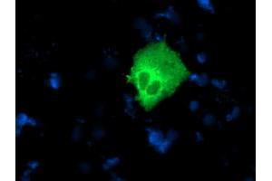 Immunofluorescence (IF) image for anti-Nucleobindin 1 (NUCB1) antibody (ABIN1499847) (Nucleobindin 1 antibody)