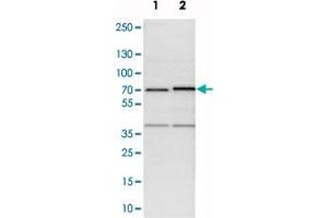 Western blot analysis of cell lysates with TRIP4 polyclonal antibody . (TRIP4 antibody)