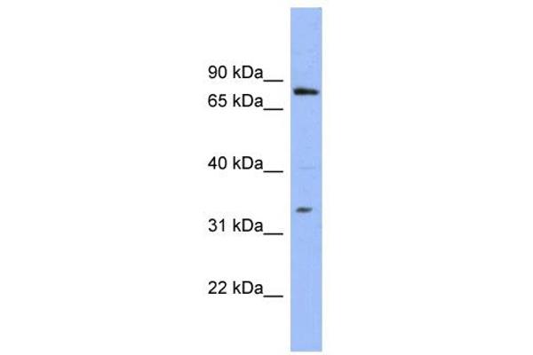 PATZ1 antibody  (N-Term)