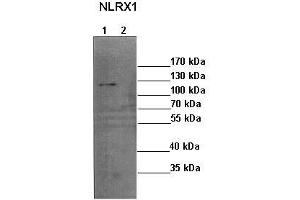 Western Blotting (WB) image for anti-NLR Family Member X1 (NLRX1) (N-Term) antibody (ABIN2774419) (NLRX1 antibody  (N-Term))