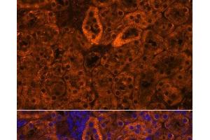 Immunofluorescence analysis of Mouse kidney using SCNN1G Polyclonal Antibody at dilution of 1:100. (SCNN1G antibody)