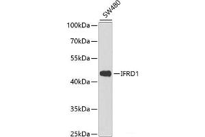 Western blot analysis of extracts of SW480 cells using IFRD1 Polyclonal Antibody at dilution of 1:1000. (IFRD1 antibody)