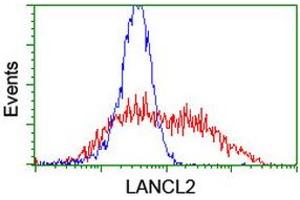 Image no. 2 for anti-LanC like 2 (LANCL2) (AA 212-450) antibody (ABIN1491208) (LANCL2 antibody  (AA 212-450))