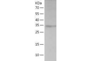 RNLS Protein (AA 18-342) (His tag)