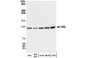 anti-HRS (HRS) (C-Term) antibody