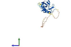 AlphaFold protein structure predicition of Human Recombinant KLRC2 Protein, UniprotID P26717