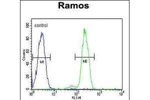 DCP1B Antibody (center) (ABIN653844 and ABIN2843108) flow cytometric analysis of Ramos cells (right histogram) compared to a negative control cell (left histogram).