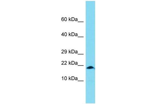 XAGE1B/GAGED2 antibody  (Middle Region)