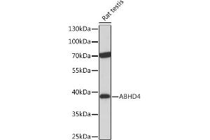 Western blot analysis of extracts of Rat testis, using  Rabbit pAb (ABIN7265356) at 1:1000 dilution.