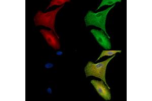 ABIN7096940 and ABIN7101006 staining  cells by IF/ICC. (TMEM63B antibody)