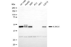 Western blotting analysis using NDRG1 antibody (ABIN7799536). (Recombinant NDRG1 antibody)