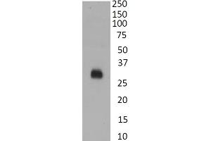 (ABIN7505828) Anti SARS-CoV2 RBD staining of recombinant RBD protein (1 μg/mL). (SARS-CoV-2 Spike antibody  (RBD))
