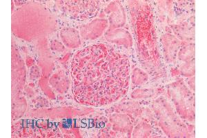 ABIN2613378 (5µg/ml) staining of paraffin embedded Human Kidney. (alpha Fetoprotein antibody  (AA 68-82))