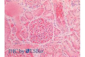 ABIN2613378 (5µg/ml) staining of paraffin embedded Human Kidney. (alpha Fetoprotein antibody  (AA 68-82))