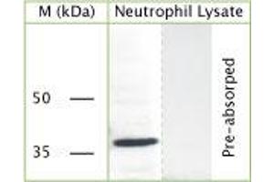 WB on human neutrophil lysate using Rabbit antibody to c-terminal of GAPDH (Glyceraldehyde 3 phosphate dehydrogenase): IgG (ABIN350328) at a concentration of 30 µg/ml. (GAPDH antibody)