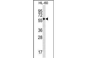 Western blot analysis in HL-60 cell line lysates (35ug/lane). (SIGLEC9 antibody  (C-Term))