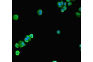 Immunofluorescent analysis of HepG2 cells using ABIN7152517 at dilution of 1:100 and Alexa Fluor 488-congugated AffiniPure Goat Anti-Rabbit IgG(H+L) (SSRP1 antibody  (AA 1-242))