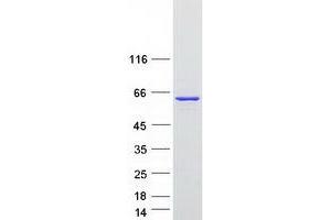 Validation with Western Blot (NONO Protein (Transcript Variant 1) (Myc-DYKDDDDK Tag))