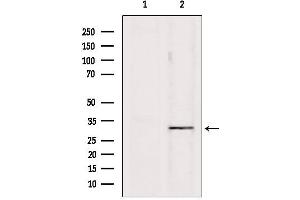 Western blot analysis of extracts from Hela, using PD1 Antibody. (PD-1 antibody  (Internal Region))