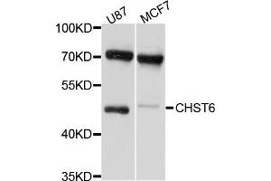 Western blot analysis of extracts of various cell lines, using CHST6 antibody (ABIN4903293) at 1:1000 dilution.