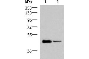 DDI2 antibody