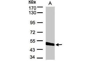 WB Image Sample(30 μg of whole cell lysate) A:Hep G2, 7. (CPVL antibody)