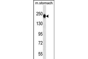 TNN Antibody (Center) (ABIN657541 and ABIN2846556) western blot analysis in mouse stomach tissue lysates (35 μg/lane).