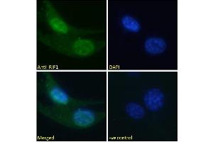 Immunofluorescence (IF) image for anti-RAP1 Interacting Factor Homolog (RIF1) (C-Term) antibody (ABIN5539883)